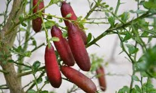 Xác định thời điểm thu hoạch chanh ngón tay.